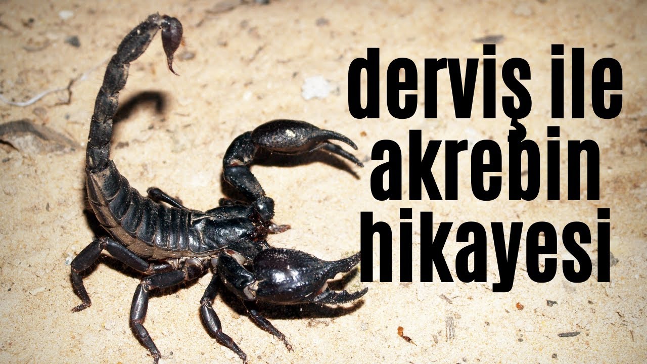 DERVİŞ İLE AKREBİN HİKAYESİ #ibretlikhikayeler #kişiliğimineden bozayım