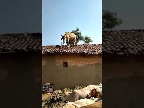 desi kand
