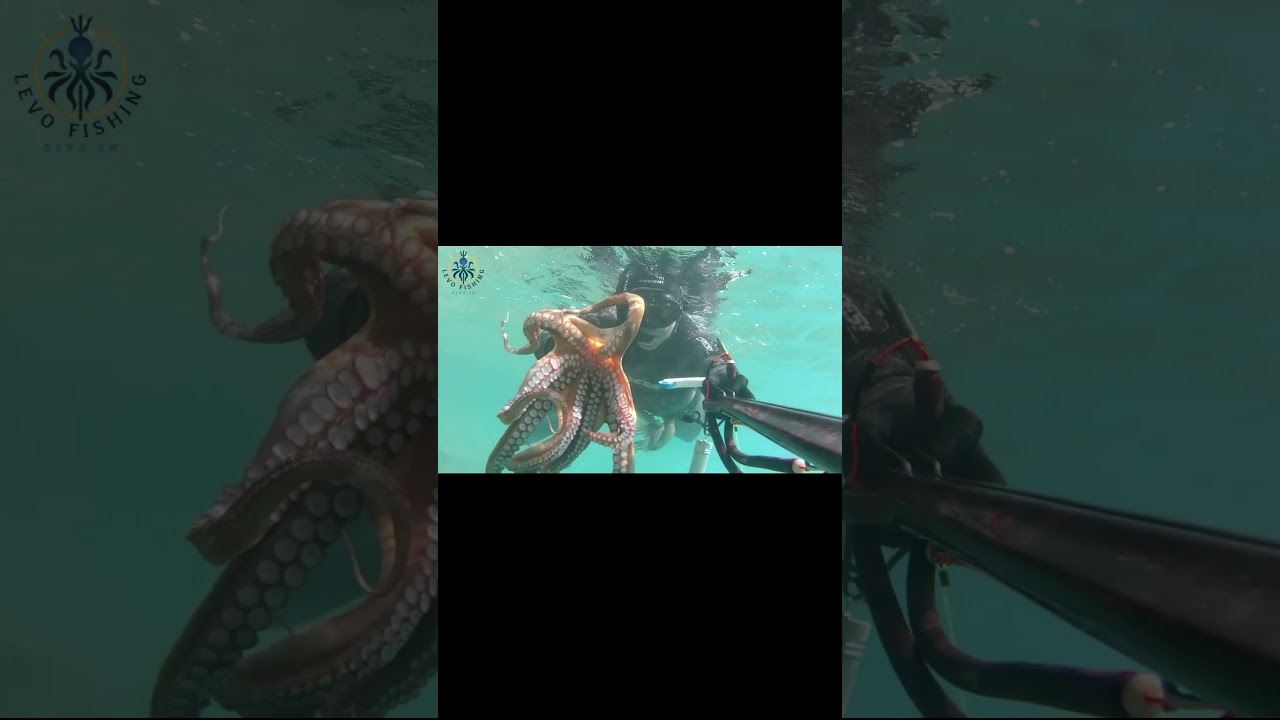 DEV AHTAPOT (OCTOPUS) AVI - ZIPKIN  #speargun #fishing #balıkavı #spearfishing #octopus #ahtapot