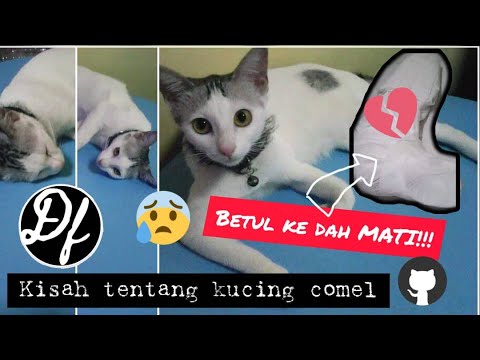 DF Story 1 :  ❤️ DABUU