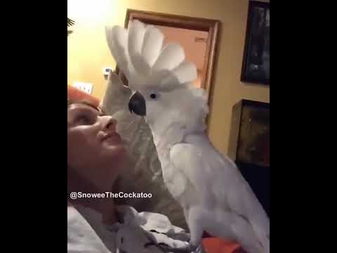 Did mommy blow raspberries on your belly? Petting Cockatoo