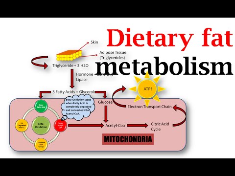 Dietary fat metabolism