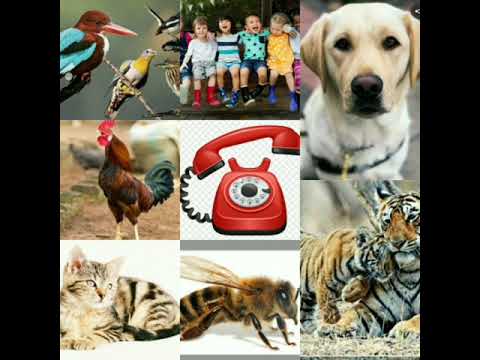 Different sounds in English। Animals sound। Birds sound। Children sound#Kanchan arora