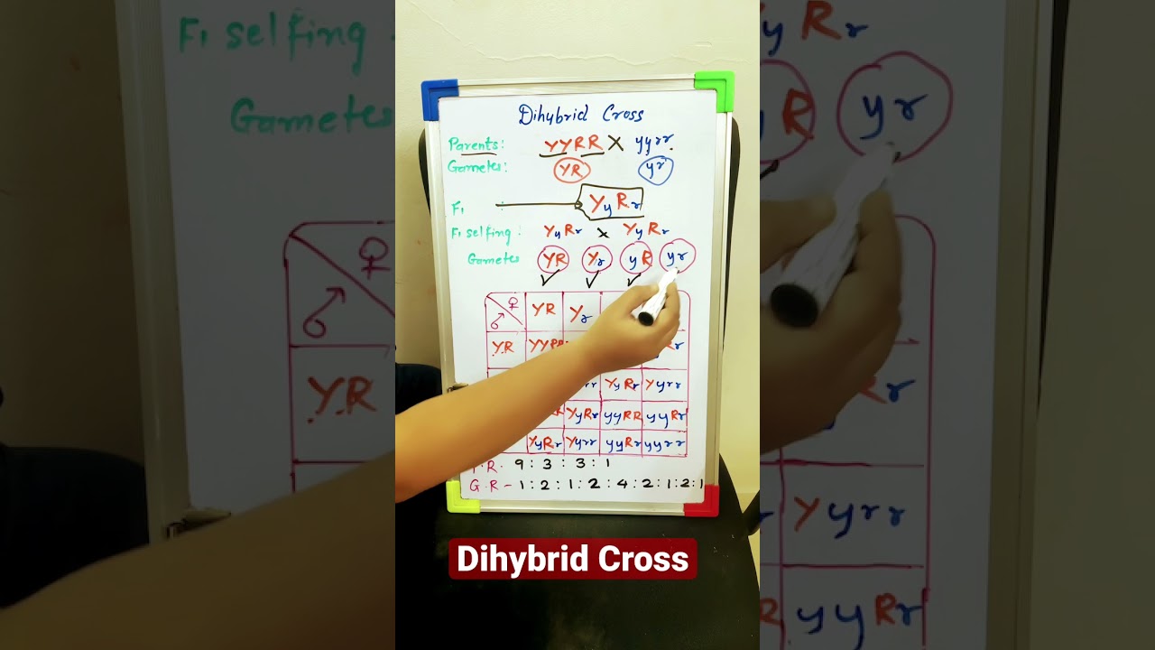 Dihybrid Cross - 1 Minute Concepts