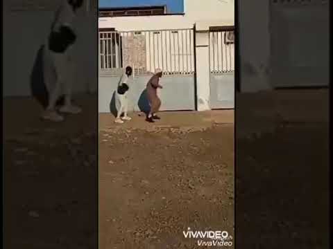 dik dance