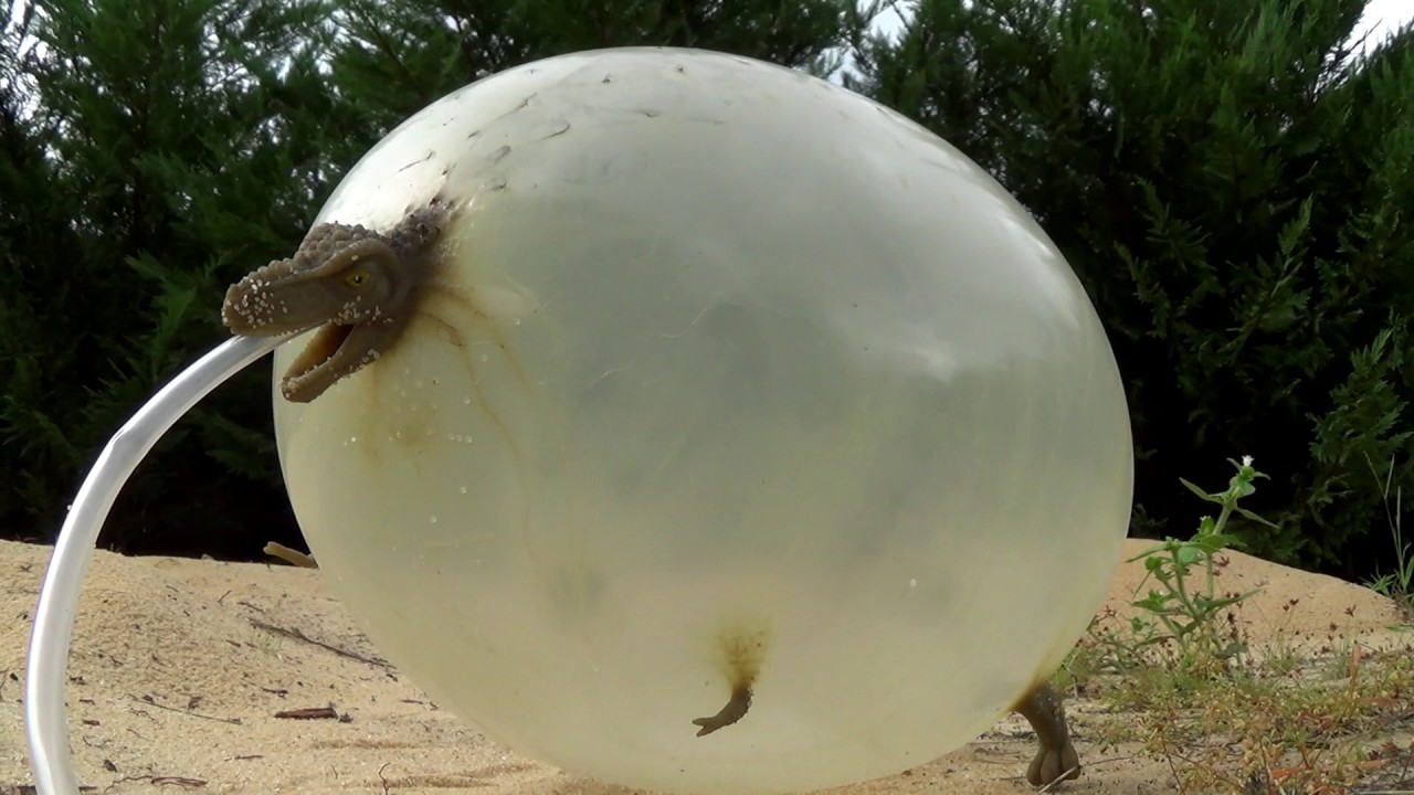 Dino Toy Tank Inflation