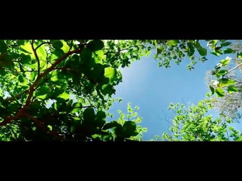 Discover Puerto Rico: Susúa Forest