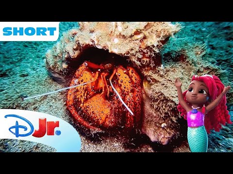 Disney Animals - Crabs 🦀 | Under the Sea with Ariel | The Little Mermaid 🧜🏾‍♀️ | @disneyjr