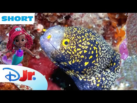 Disney Animals - Eels | Under the Sea with Ariel | The Little Mermaid 🧜🏾‍♀️ | @disneyjr