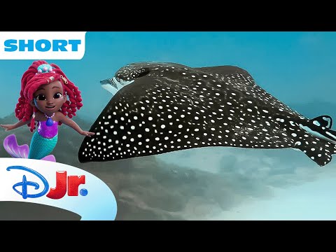 Disney Animals - Rays | Under the Sea with Ariel | The Little Mermaid 🧜🏾‍♀️ | @disneyjr
