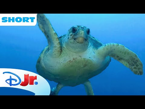 Disney Animals - Turtles 🐢 | Under the Sea with Ariel | The Little Mermaid 🧜🏾‍♀️ |@disneyjr