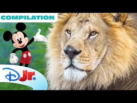 Disney Jr. Animal Adventures MEGA Compilation! 🐳 With Mickey Mouse, Ariel, and More! | @disneyjr