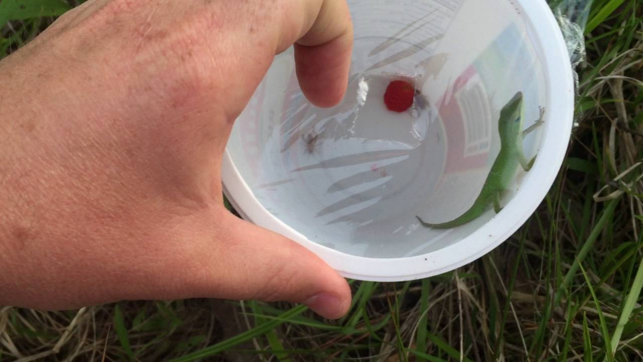 DIY Lizard Trap