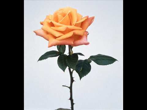Dj Cammy -- Like A Rose