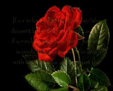 Dj Cammy - Like a rose