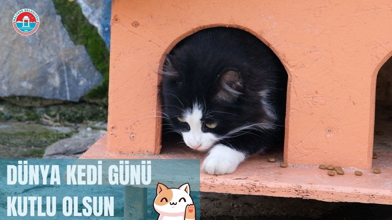 Dünya Kedi Günü'nde Kedileri Ziyaret Ettik