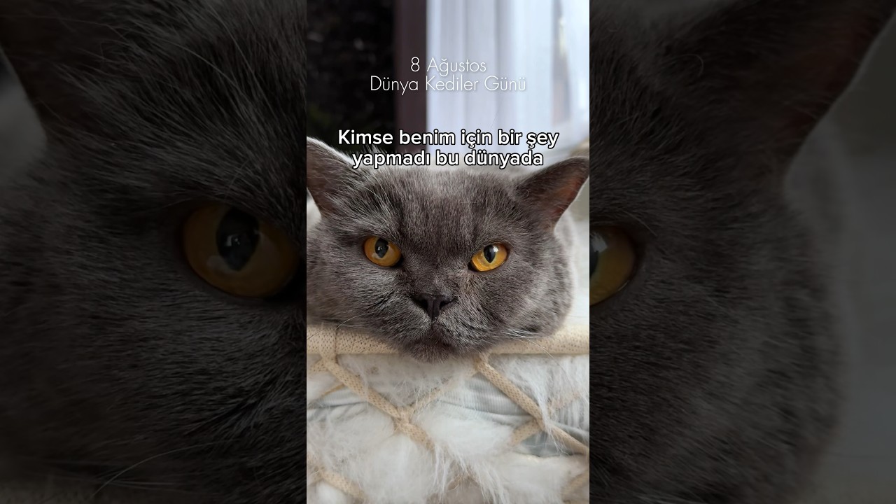 Dünya Kediler Günü 🌍🐾 #youtubeshorts #shortvideo #lovecat #cat #catlover #catlifestyle