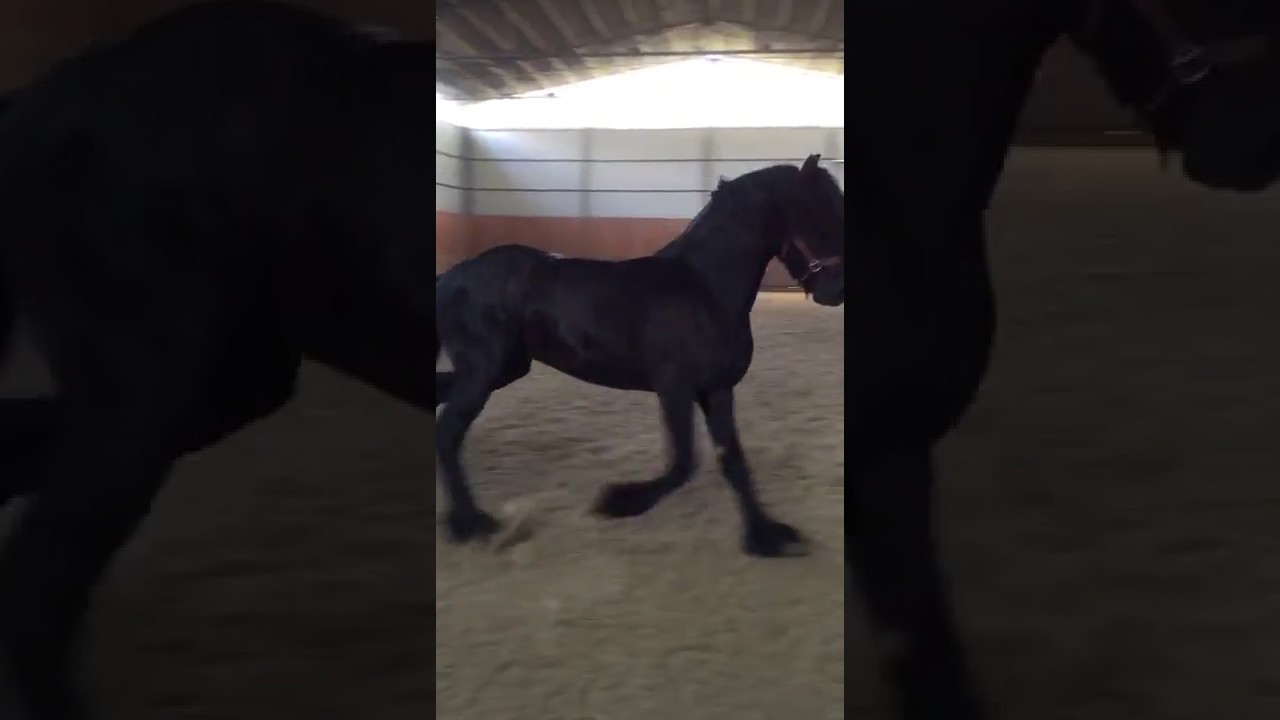 Dünyanın En Güzel At'ı Friesian World's Best Horse