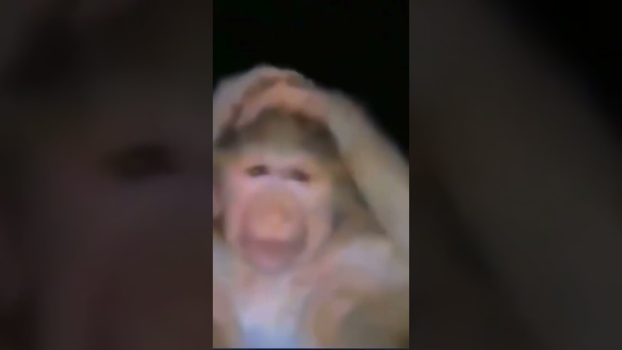 Dünyası başına yıkılan maymun. Azer bülbül edit