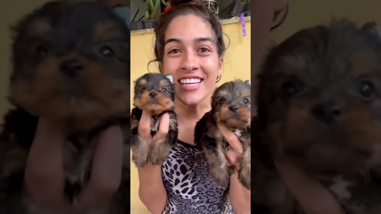 Doação de cachorrinhos