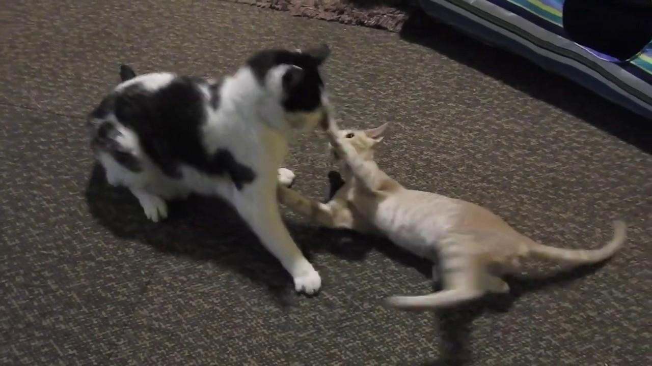 Dobbie vs Otto