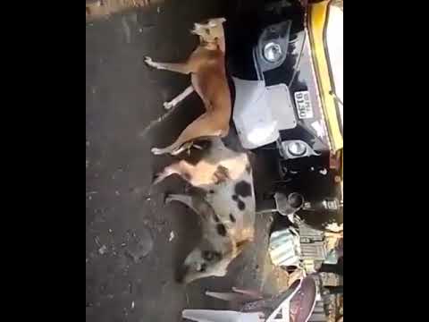 Dog enters the wrong hole😀