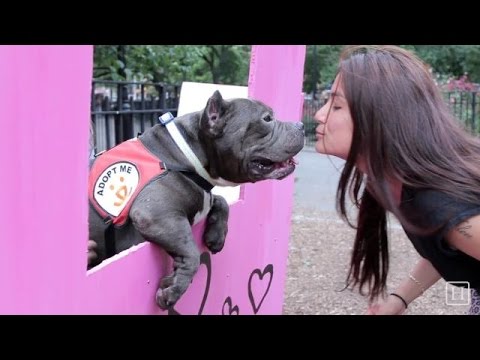 Dog Kissing Booth for Best Friends Animal Society