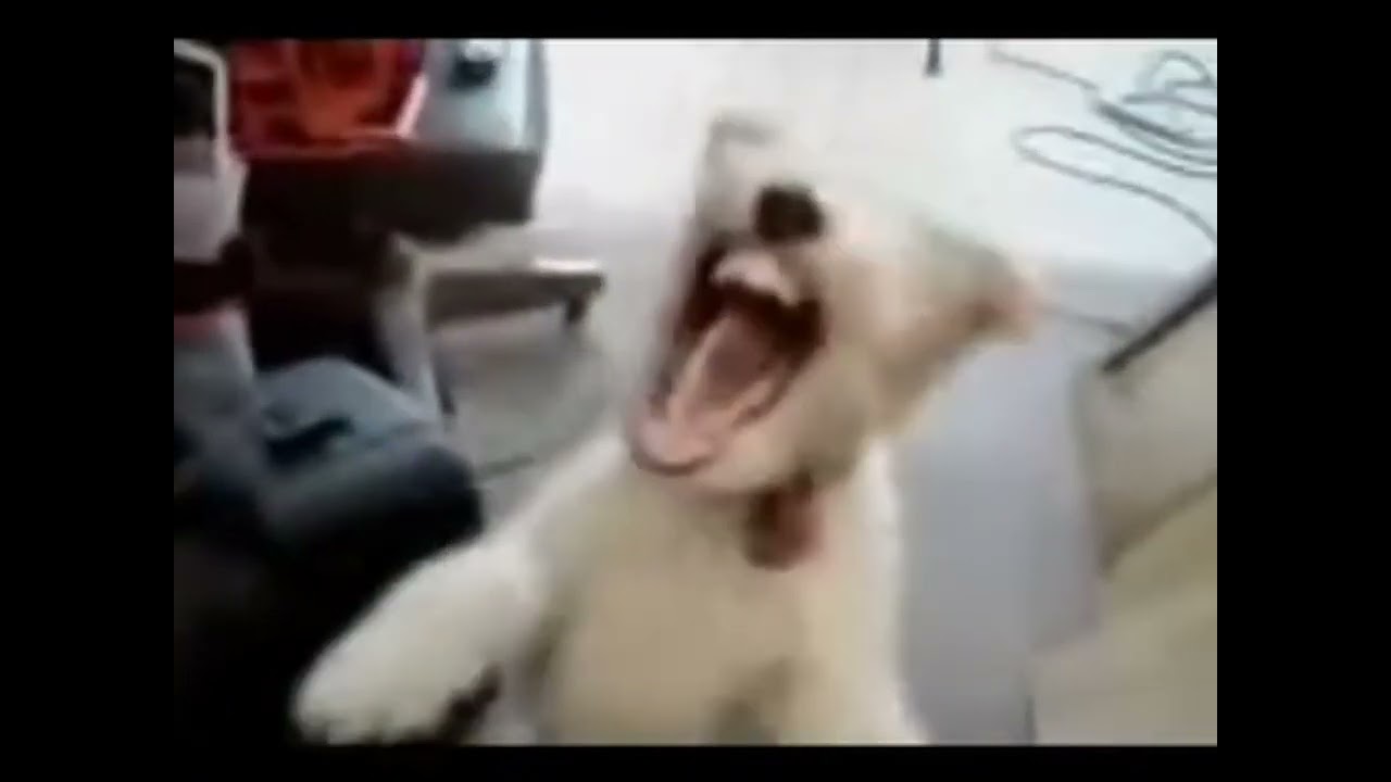 Dog laughing meme 🗿 #dogmemes #meme #doglaughs
