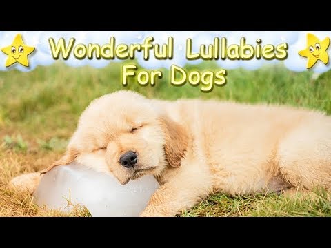 Dog Music For Golden Retriever Puppies ♫ Calm Your Dog Within Minutes