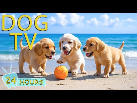 DOG TV for Dogs to Watch: Best Video Entertain & Music to Relax Dogs When Home Alone - Music for Dog