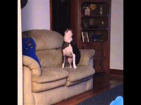 Dog Twerk Vine