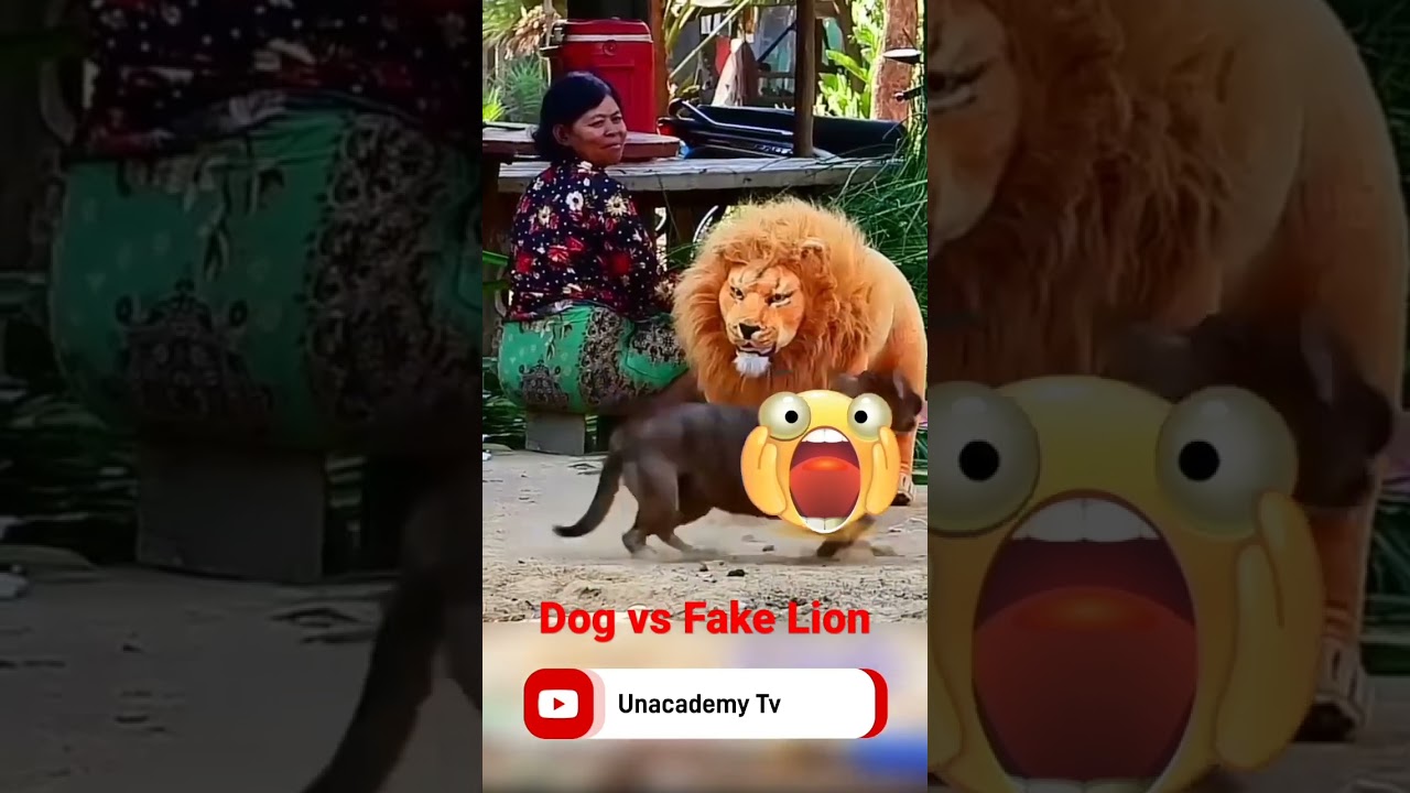 Dog vs Fake Lion Horrible Prank