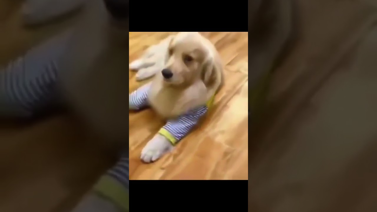 Doggo insurance scam... ( Try not to laugh ) | #shorts #shortvideo #funny #comedy #trynottolaugh