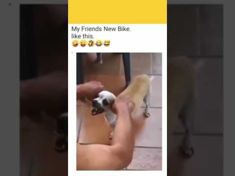 Doggy Style - How to do it Right🤣🤣 #shorts #viralvideo #viralshorts