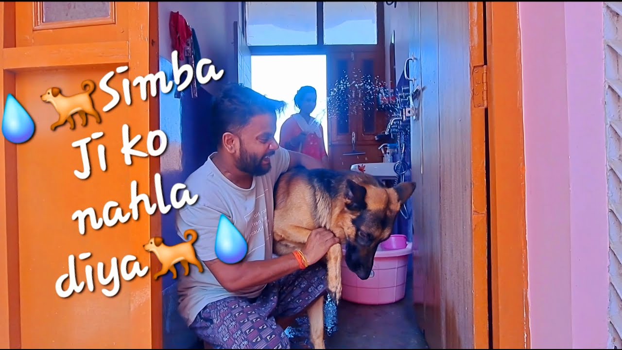 Dogs bathing day Vlog | bathing my German Shepherd | @AkashSoniVlog8090