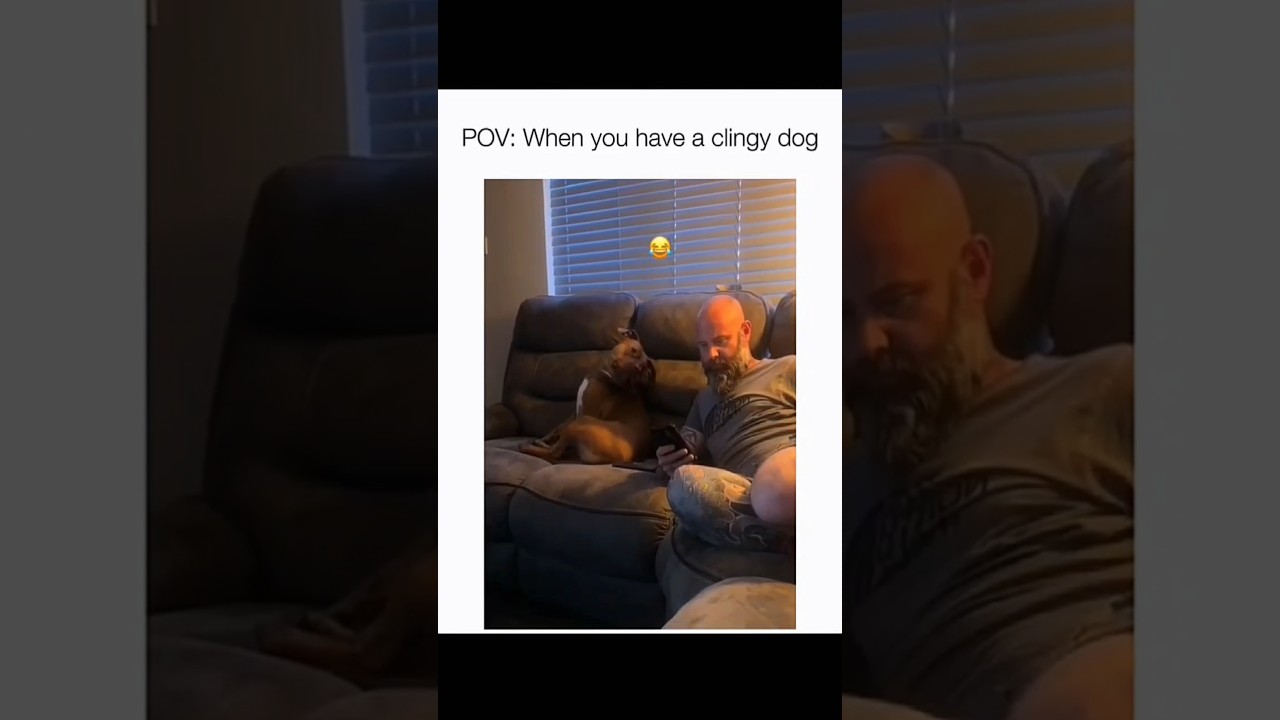 Dogs being idiots part 148 😂| Funny dogs compilation #funnydog #funnypet #cutedog #dog #dogsworld