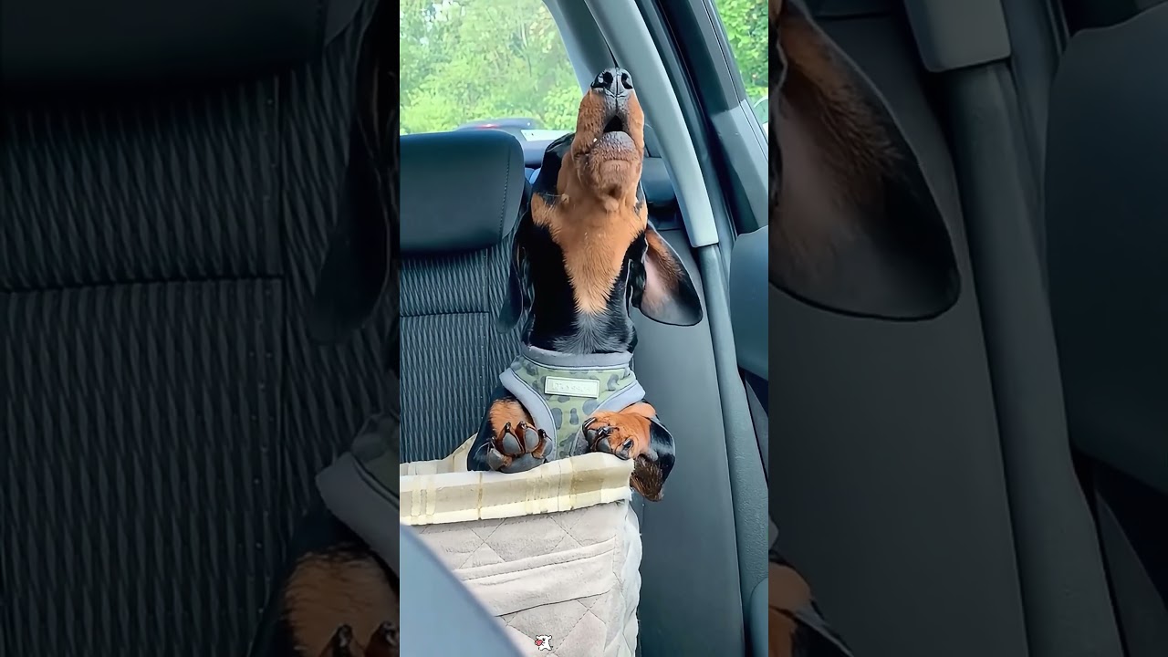 Dogs make funny noises🤣😂#funny #dog#tiktok #fyp #youtube