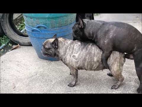 Dog's mating got captured