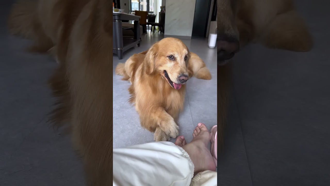 Dogs that imitate people 🤣#funnydog #dog #funnyvideo #dogs #fyp #animals