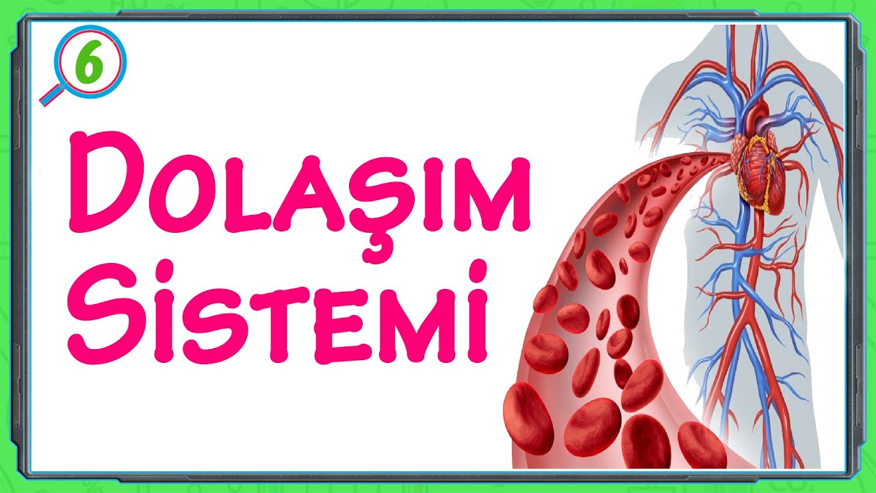 DOLAŞIM SİSTEMİ \ 6.Sınıf \ Fen Bilimleri