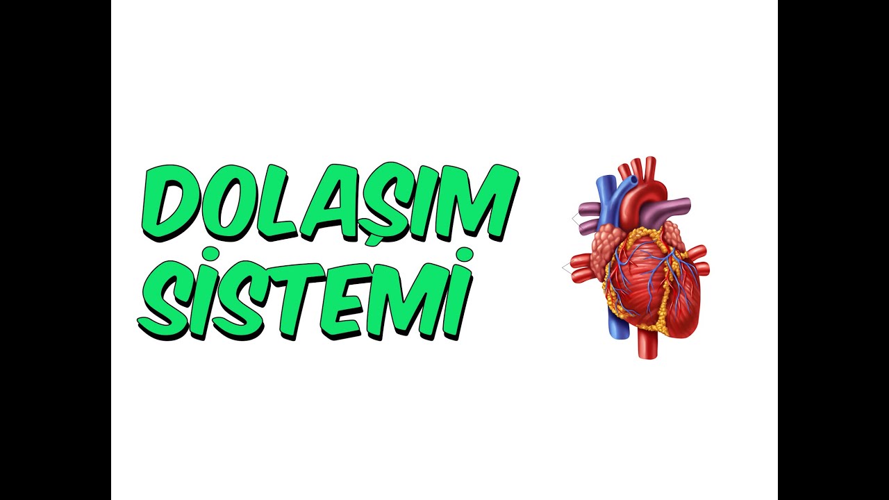 DOLAŞIM SİSTEMİ | 6.Sınıf