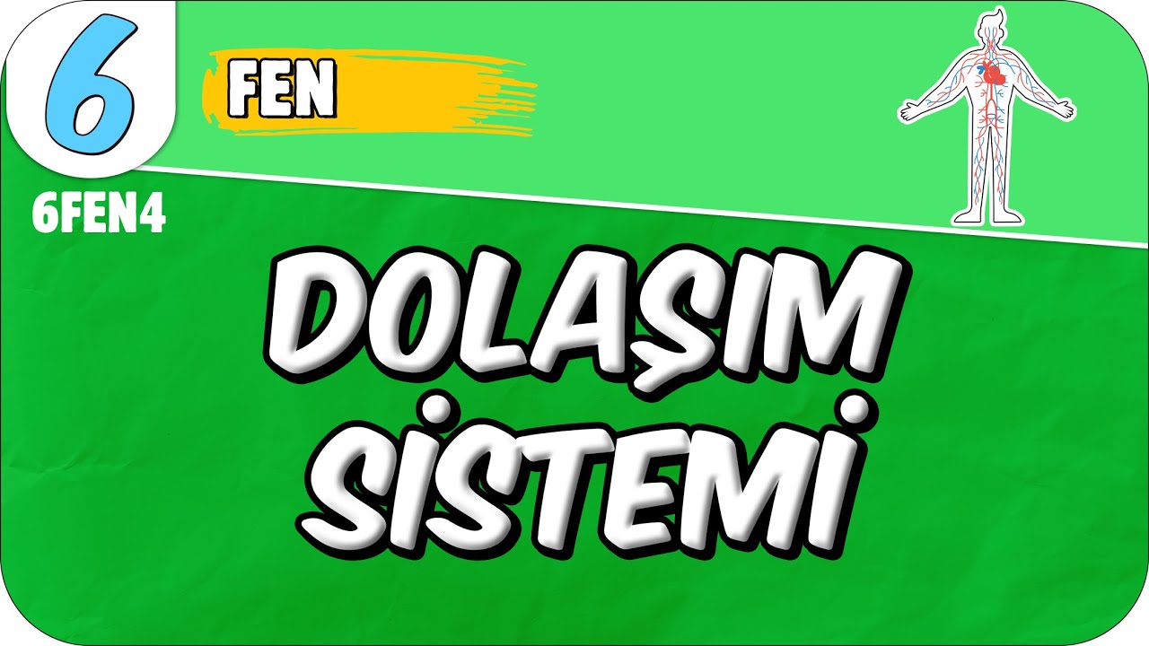 Dolaşım Sistemi 📗 6FEN4 #2025