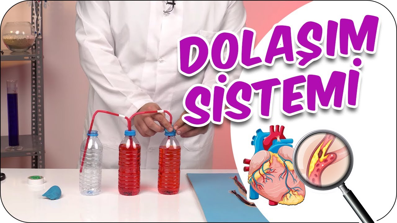 Dolaşım Sistemini İnceliyoruz!👀#DNY