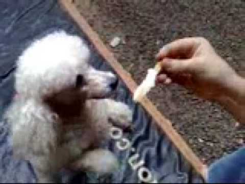 Dolly chupando picolé