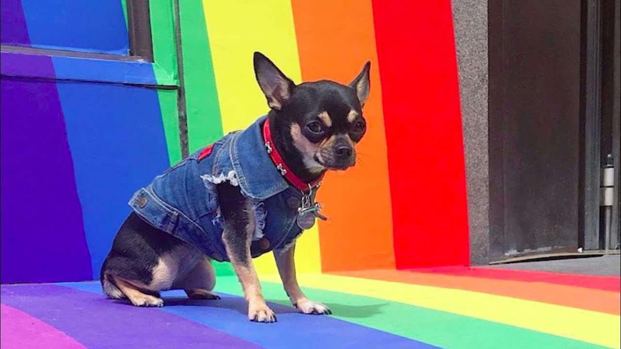 Dolly Pawton Is Proud of Her 2 Moms | DOGS YOU SHOULD KNOW