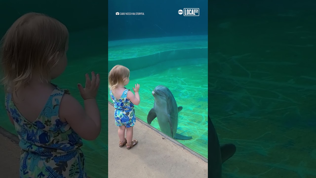 Dolphin befriends little girl