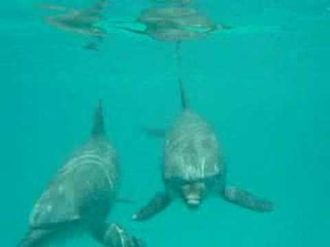 Dolphin Compilation 2006/2007 - Hurghada