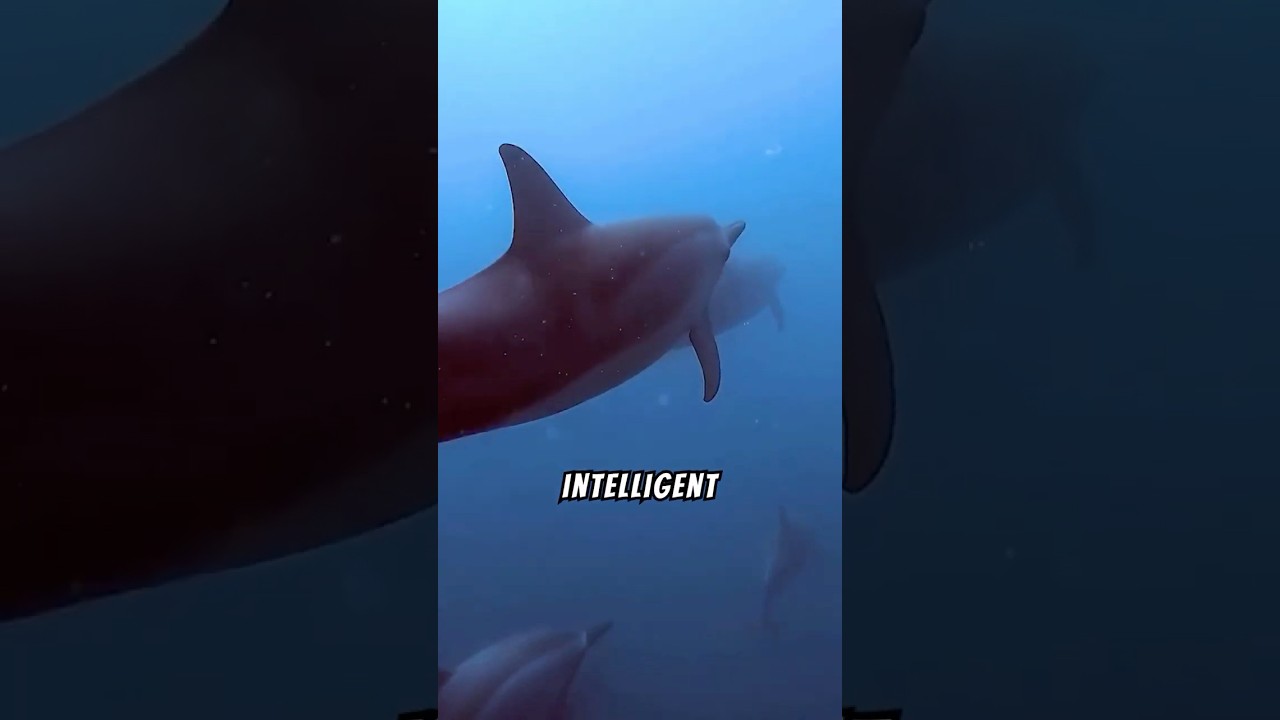 Dolphin Intelligence 🐬 #nature #naturelovers #dolphin