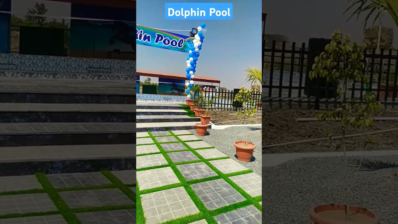 #Dolphin Pool#trending #viral video