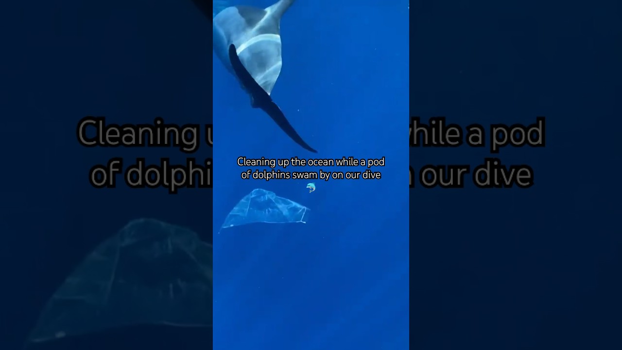 Dolphin swam through plastic 🥺 #savetheocean #recycle #plasticfree